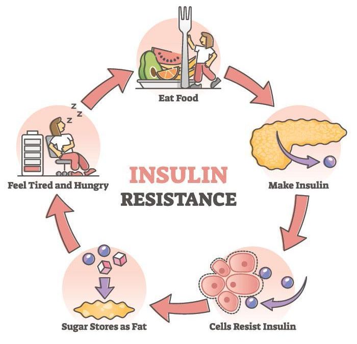 insulin resistance cycle